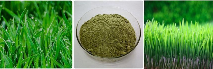 Wheat Grass Extract Powder