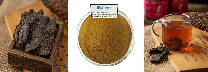 cistanche powder