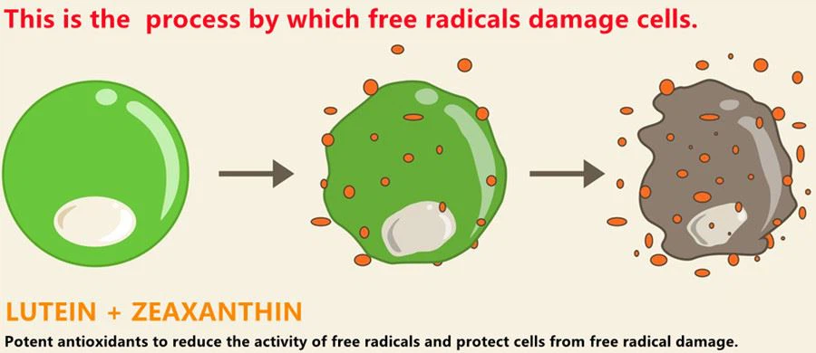 antioxidants