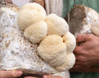 La Guia integral de Mane Mushroom de Lion's Mane: Beneficis, emmagatzematge i...